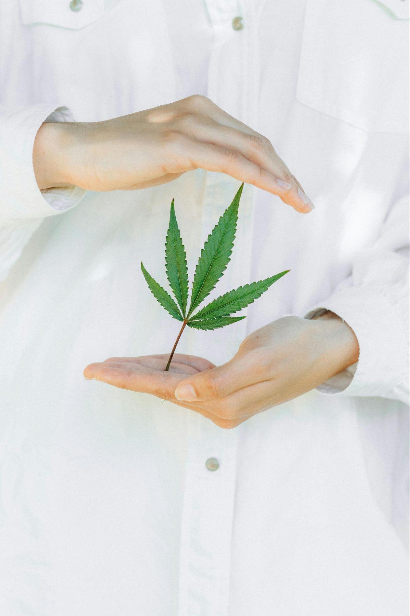 Cannabis- A Pathway to Health, Wellness, and Beyond