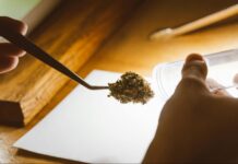 Everything You Should Know About Recreational Cannabis