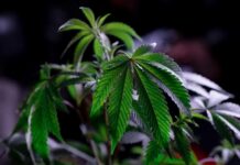 Can Cannabis Legalization Affect the Mental Health of Teens!