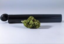 What Makes Cannabis Smell So Skunky!