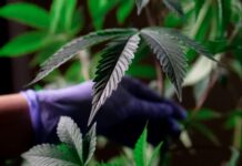 Cannabis Flower- A Guide For Newbies